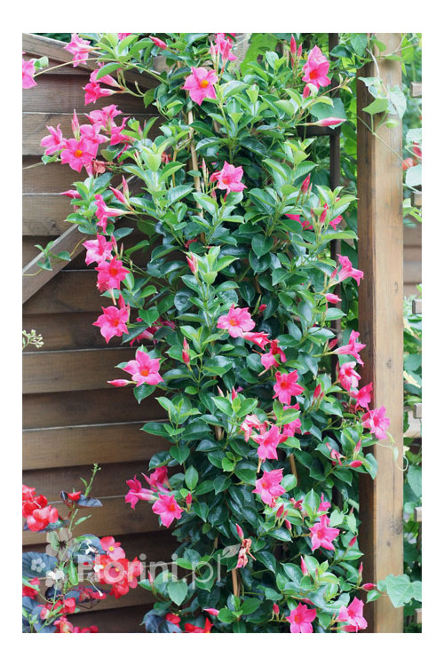 Sundaville 'Pink' | Sundaville