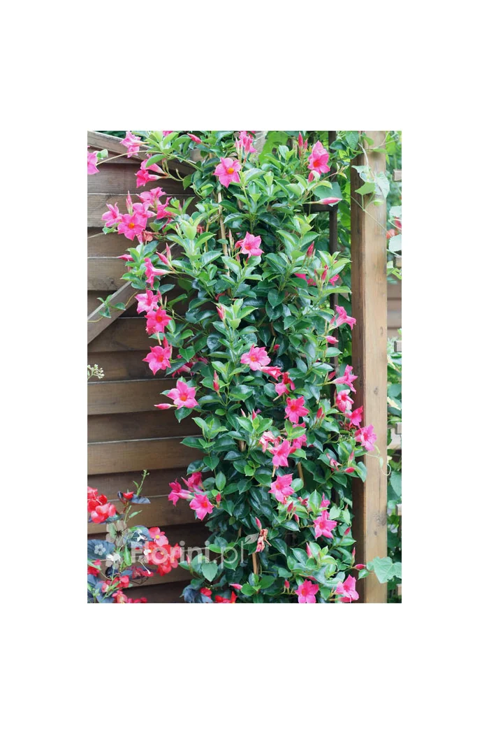 Sundaville 'Pink' | Sundaville