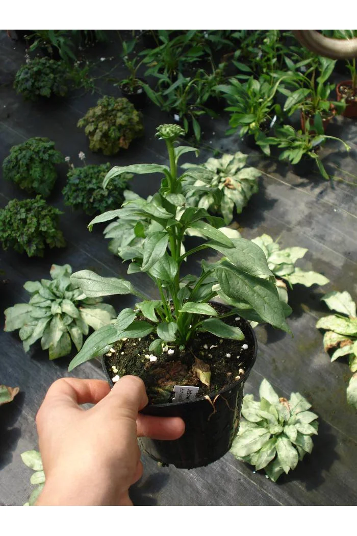 Jeżówka 'Mac'n'Cheese' Echinacea