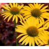 Jeżówka 'Mac'n'Cheese' Echinacea