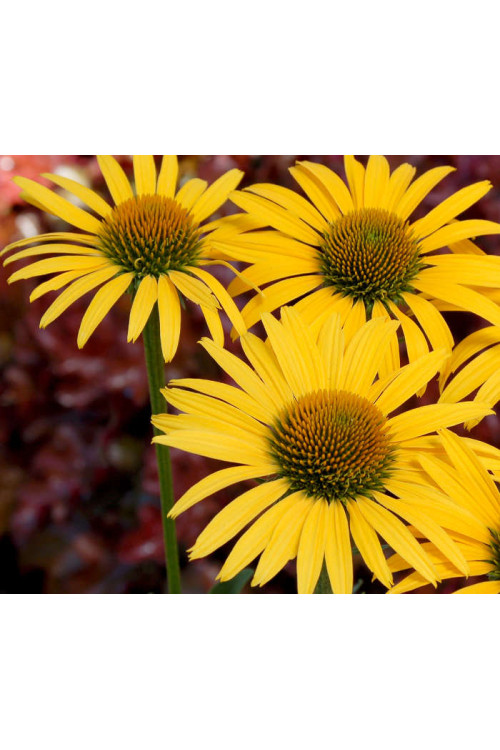 Jeżówka 'Mac'n'Cheese' Echinacea