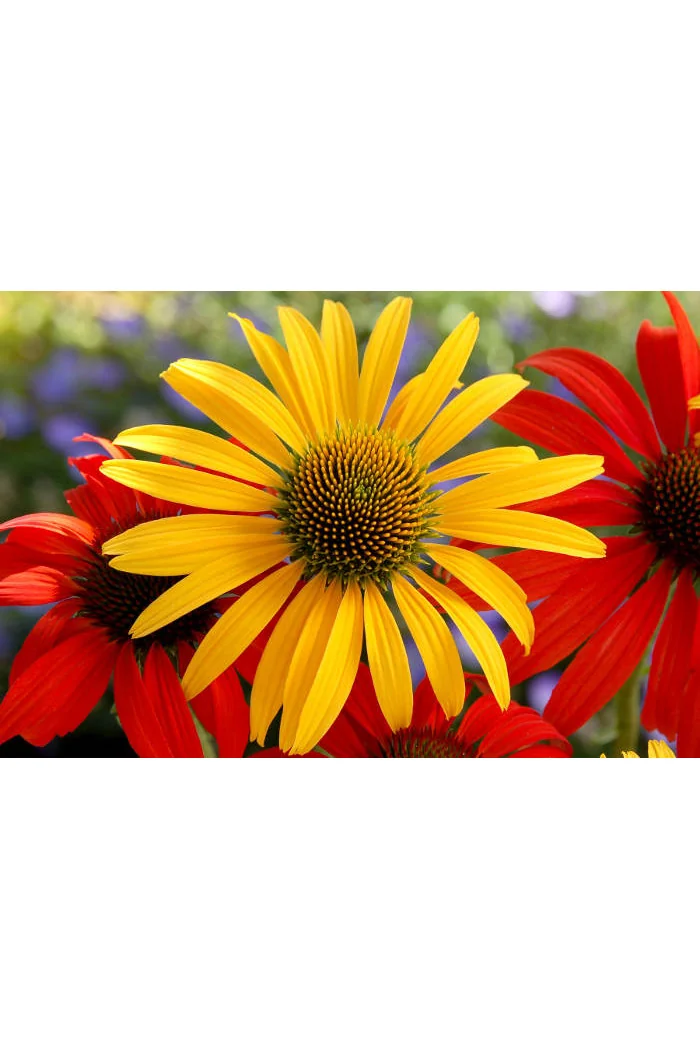 Jeżówka 'Mac'n'Cheese' Echinacea