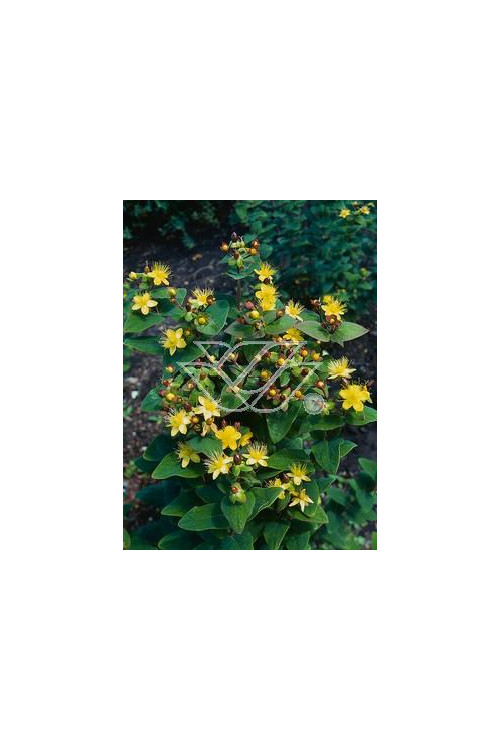 Dziurawiec bezwonny 'Autumn Blaze' Hypericum inodorum