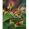Dziurawiec bezwonny 'Autumn Blaze' Hypericum inodorum