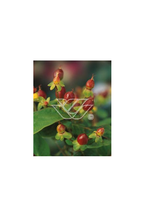 Dziurawiec bezwonny 'Autumn Blaze' Hypericum inodorum