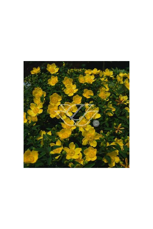 Dziurawiec purpurowy Hypericum purpurea