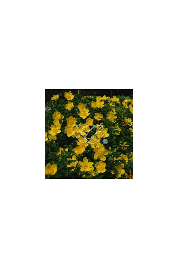 Dziurawiec purpurowy Hypericum purpurea