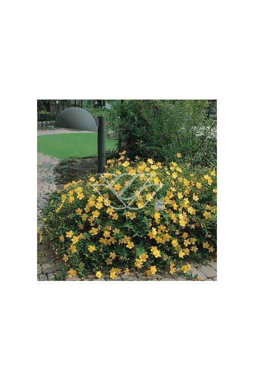 Dziurawiec purpurowy Hypericum purpurea