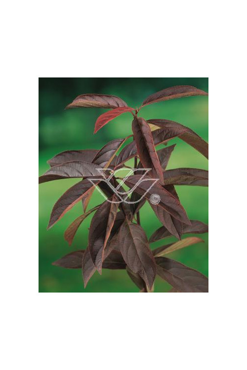 Itea amerykańska 'Henry's Garnet' Itea virgnica