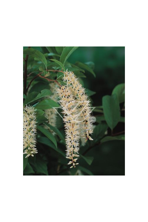 Itea amerykańska 'Henry's Garnet' Itea virgnica