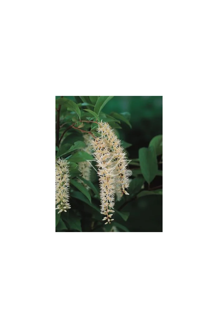 Itea amerykańska 'Henry's Garnet' Itea virgnica