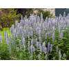 Kłosowiec fenkułowy 'Blue Fortune' | Agastache foeniculum