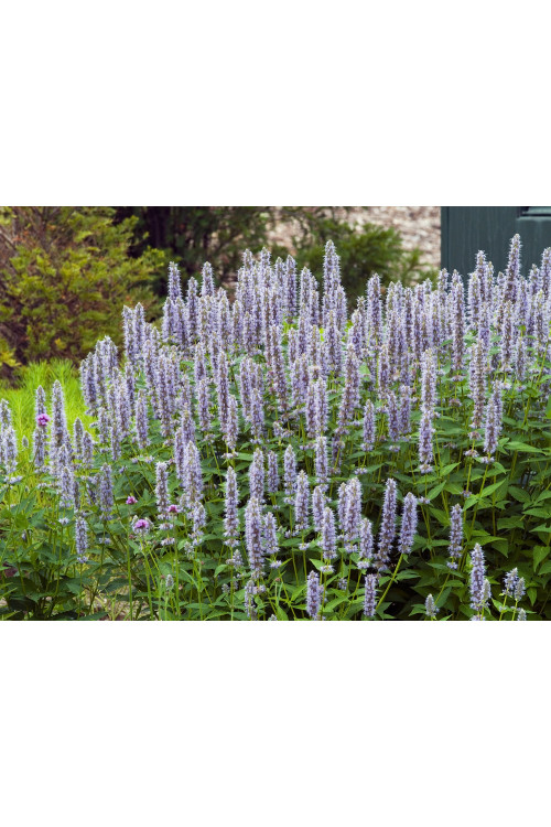 Kłosowiec fenkułowy 'Blue Fortune' | Agastache foeniculum