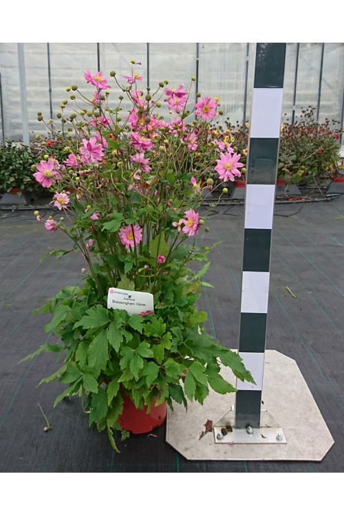 Zawilec japoński 'Bressingham Glow' | Anemone japonica