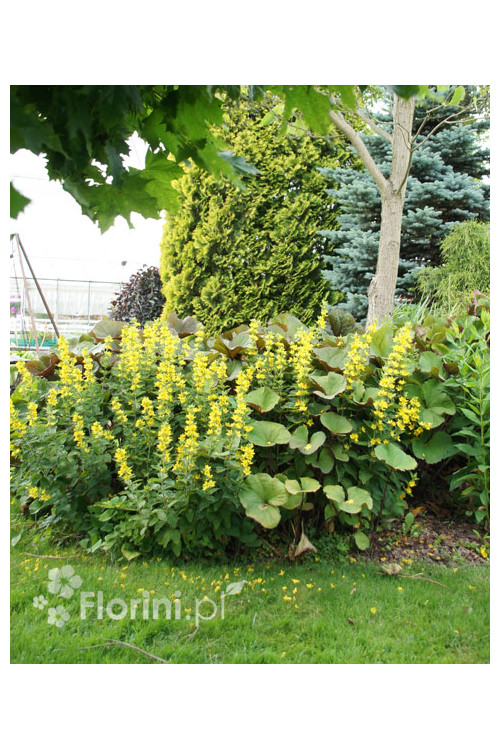 tojeść, lysimachia