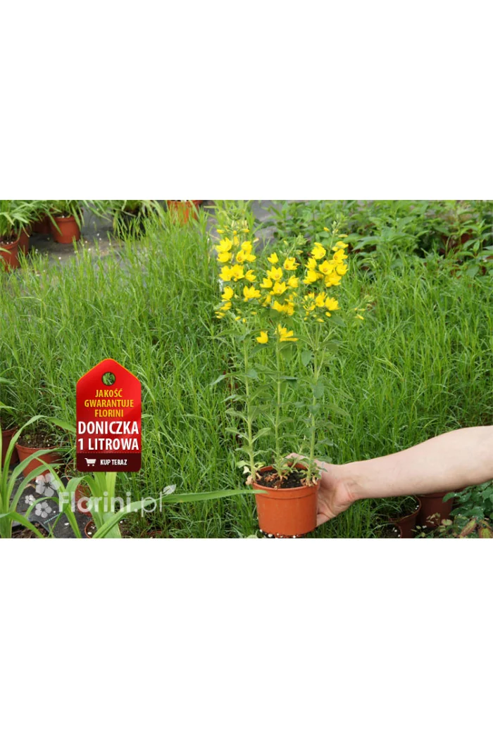 tojeść, lysimachia