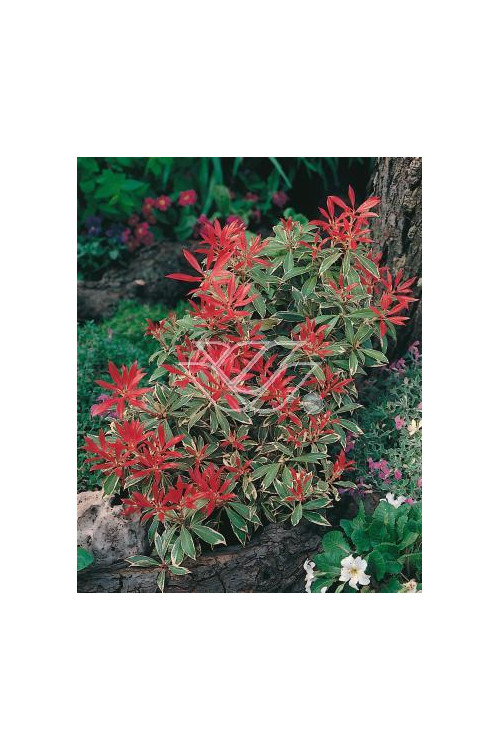 Pieris japoński 'Flaming Silver' Pieris japonica