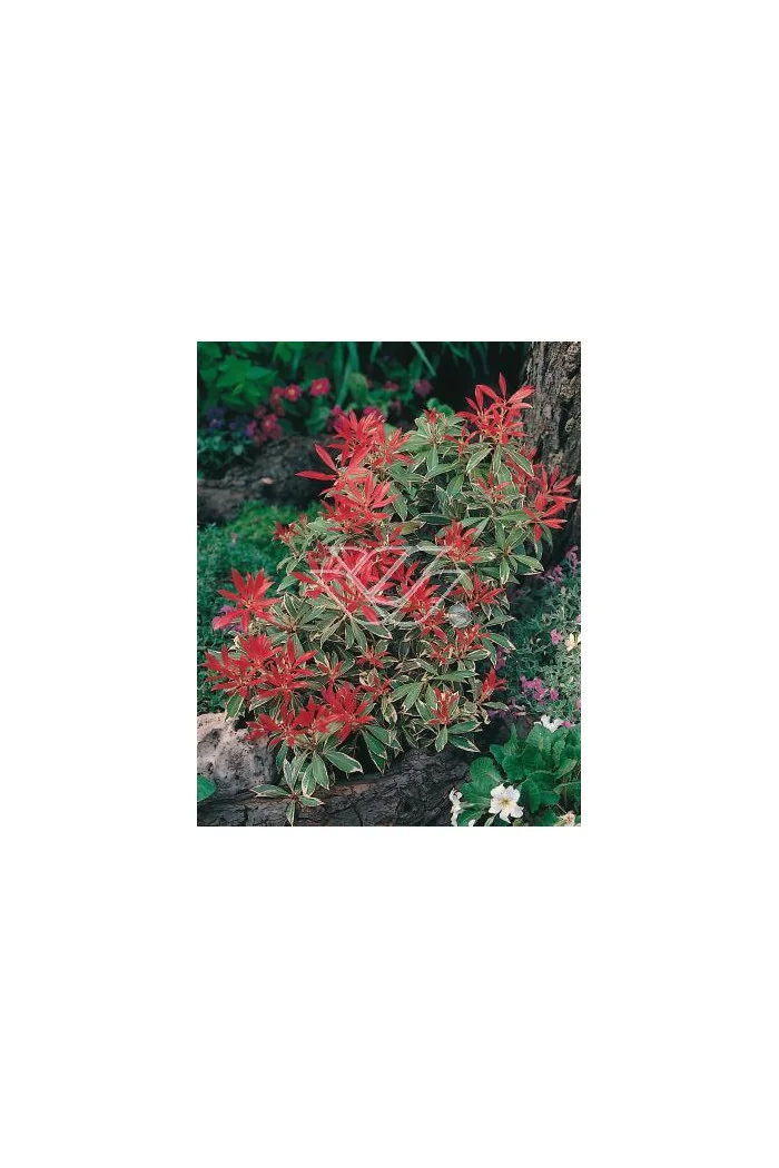 Pieris japoński 'Flaming Silver' Pieris japonica