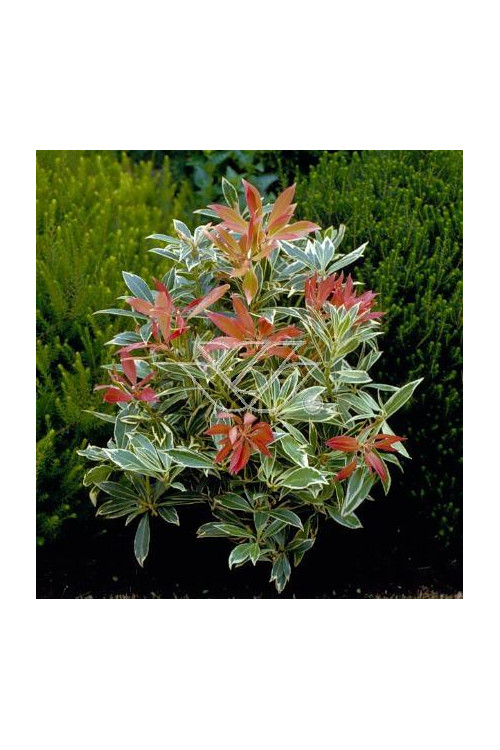 Pieris japoński 'Flaming Silver' Pieris japonica