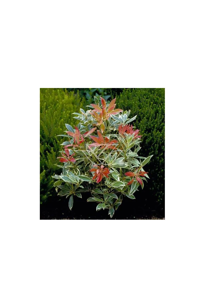 Pieris japoński 'Flaming Silver' Pieris japonica