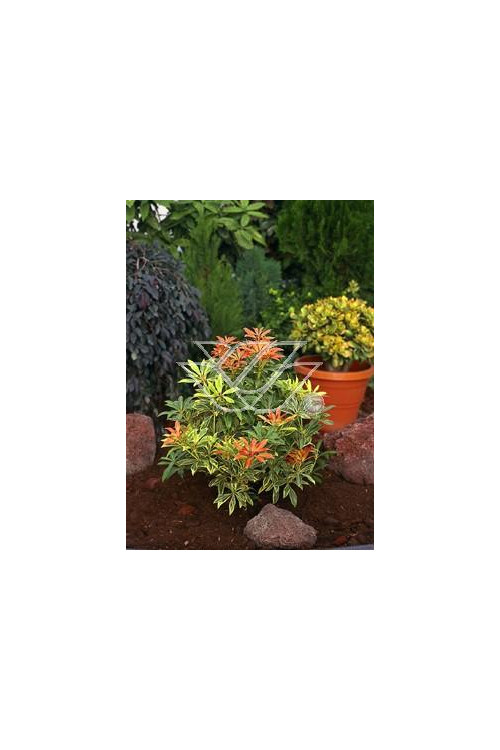 Pieris japoński 'Flaming Silver' Pieris japonica