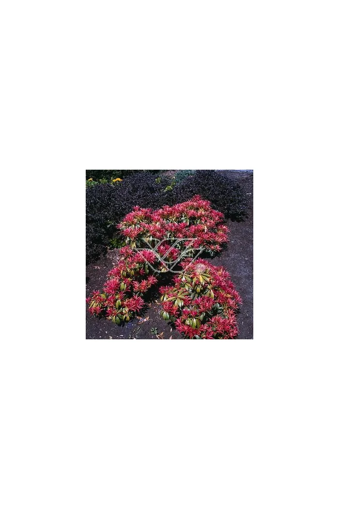 Pieris japoński 'Mountain Fire' | Pieris japonica