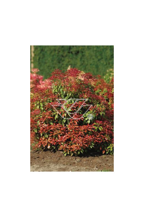 Pieris japoński 'Mountain Fire' | Pieris japonica