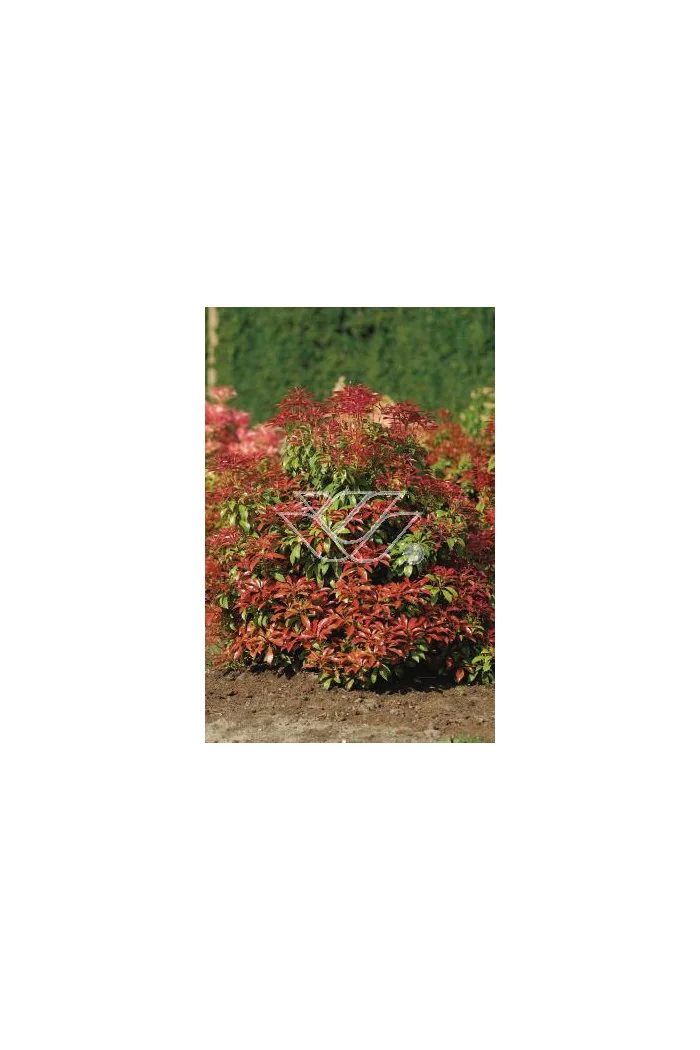 Pieris japoński 'Mountain Fire' | Pieris japonica