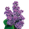 Lilak pospolity 'Sensation' Syringa vulgaris