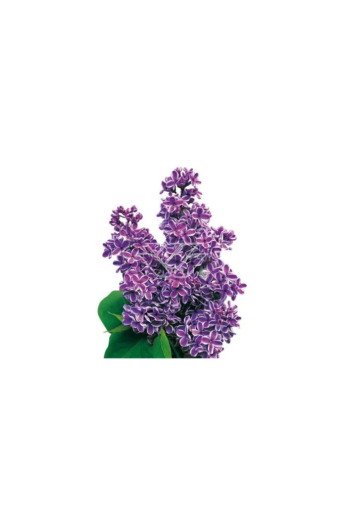 Lilak pospolity 'Sensation' Syringa vulgaris