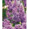 Lilak pospolity 'Sensation' Syringa vulgaris