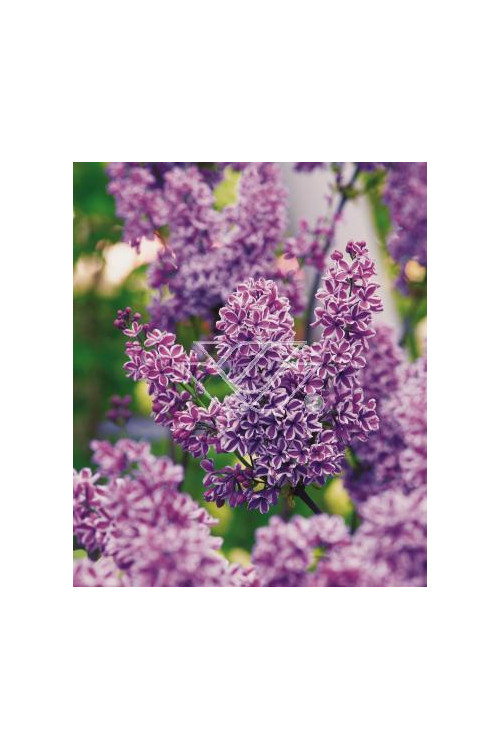 Lilak pospolity 'Sensation' Syringa vulgaris