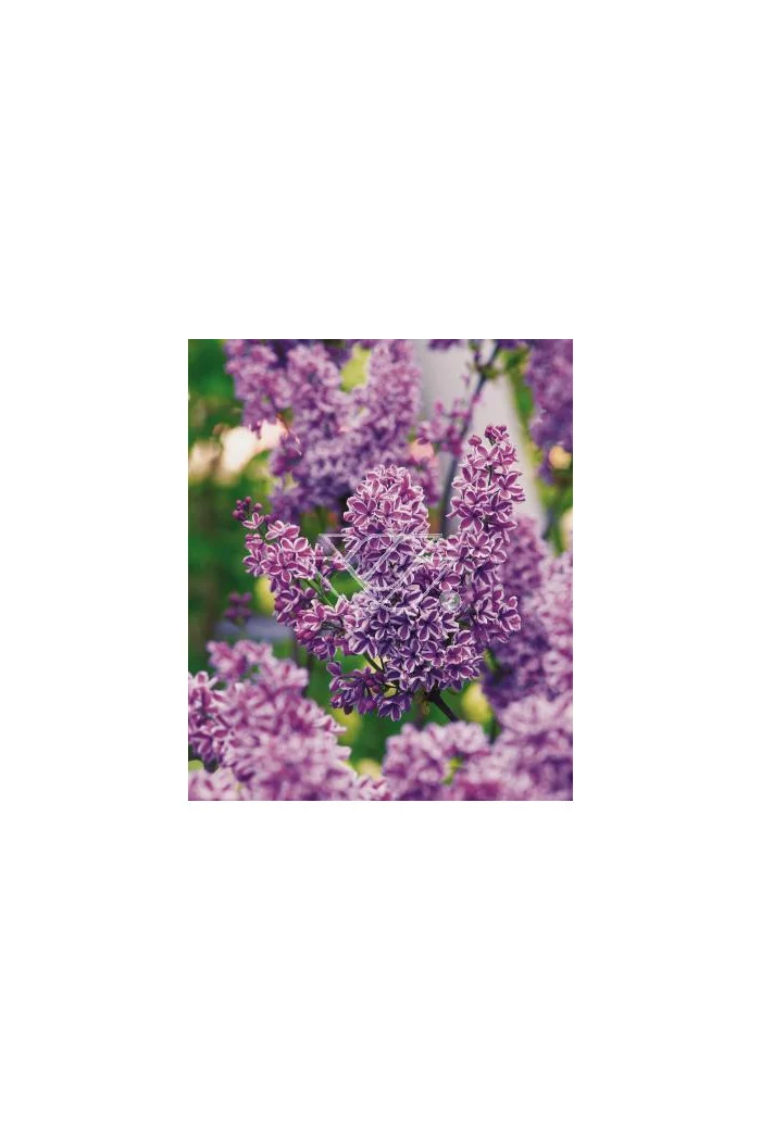 Lilak pospolity 'Sensation' Syringa vulgaris