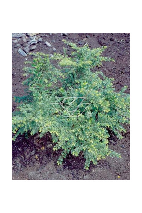 Wiąz drobnolistny 'Geisha' Ulmus parviflora