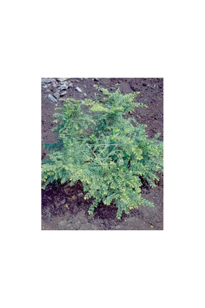 Wiąz drobnolistny 'Geisha' Ulmus parviflora