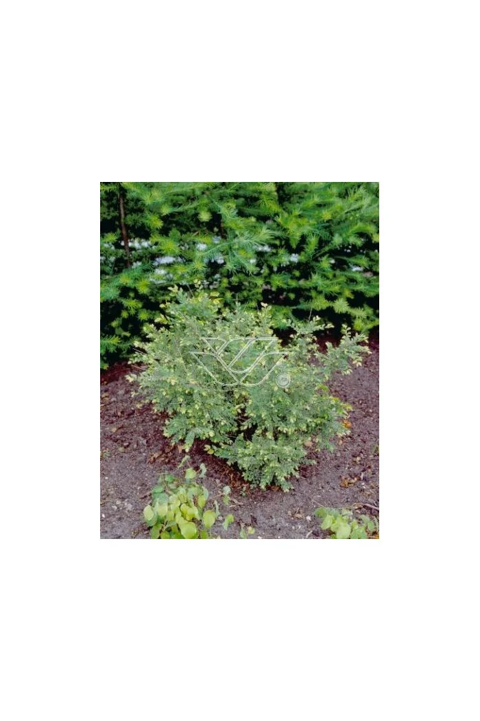 Wiąz drobnolistny 'Geisha' Ulmus parviflora