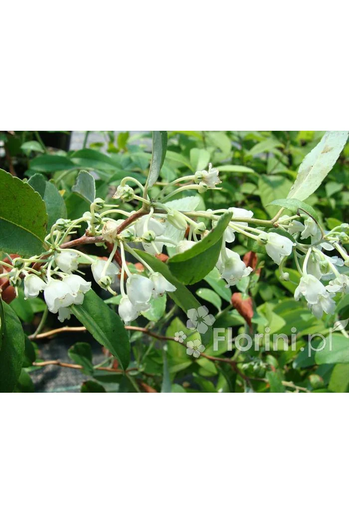 Zenobia | Zenobia pulverulenta