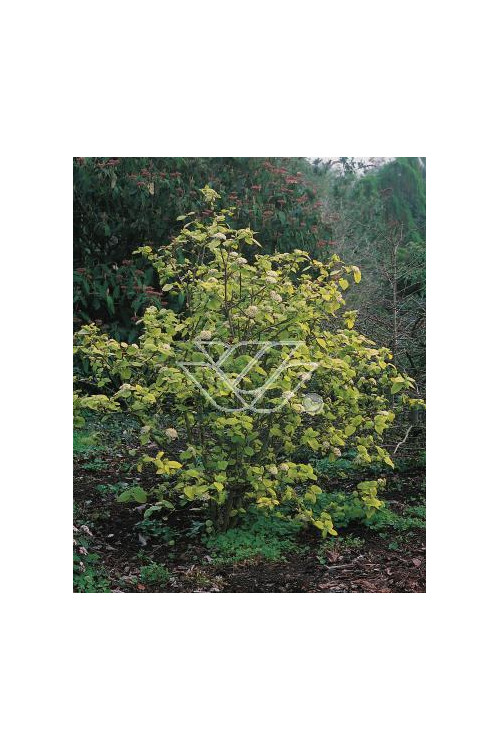 Kalina hordowina 'Aureovariegata' Viburnum lantana