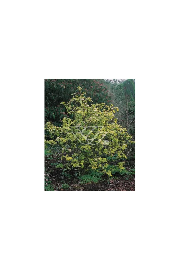 Kalina hordowina 'Aureovariegata' Viburnum lantana