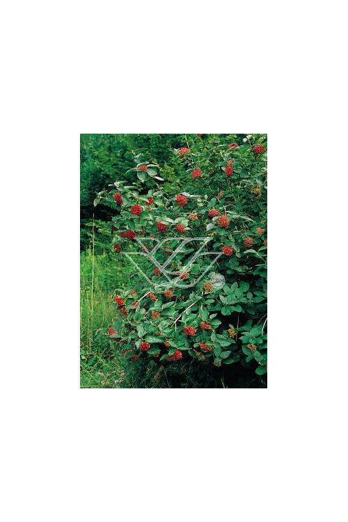 Kalina hordowina 'Aureovariegata' Viburnum lantana