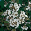 Kalina japońska 'Watanabe' | Viburnum plicatum