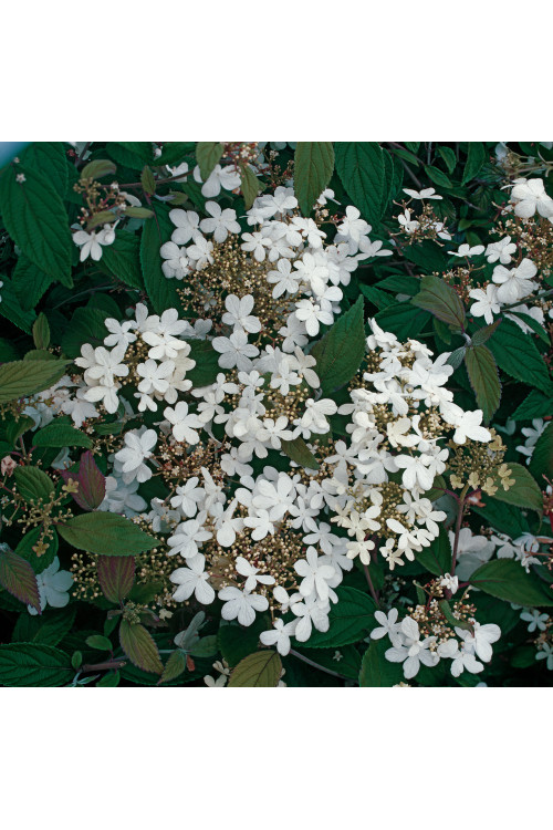 Kalina japońska 'Watanabe' | Viburnum plicatum