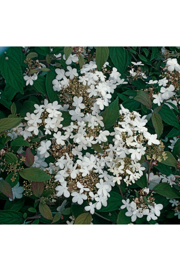 Kalina japońska 'Watanabe' | Viburnum plicatum