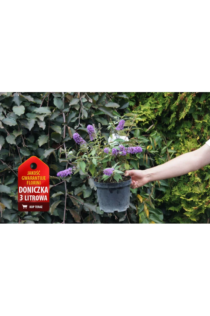 budleja, budleja velvetl, Buddleja, motyli krzew