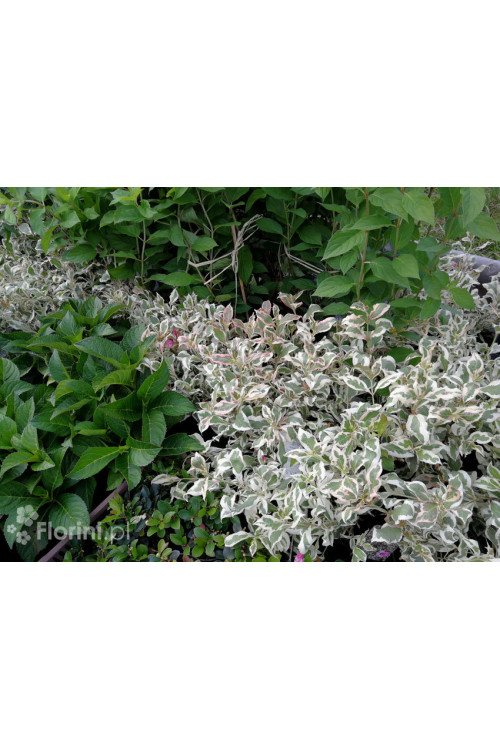 Krzewuszka cudowna 'Monet' | Weigela florida