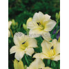 Liliowiec 'Snow Appartion' Hemerocallis