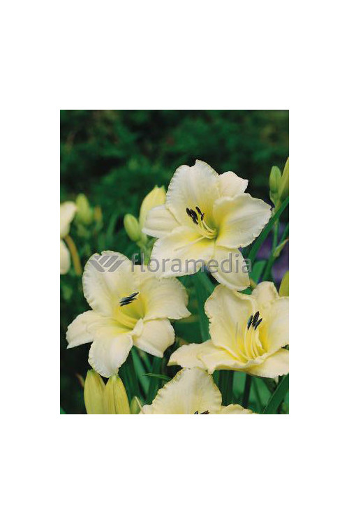 Liliowiec 'Snow Appartion' Hemerocallis