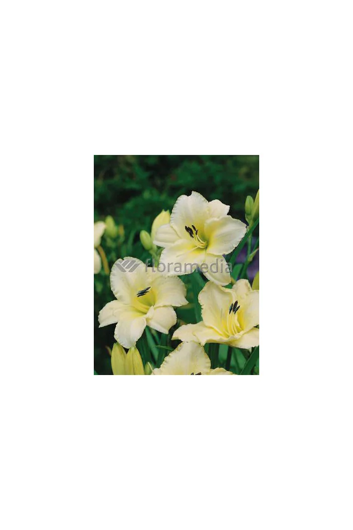 Liliowiec 'Snow Appartion' Hemerocallis