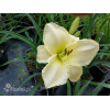 Liliowiec 'Snow Appartion' Hemerocallis