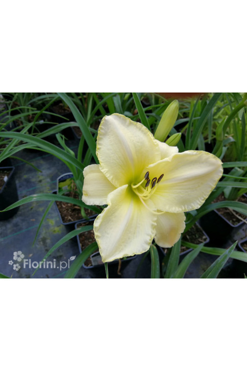 Liliowiec 'Snow Appartion' Hemerocallis